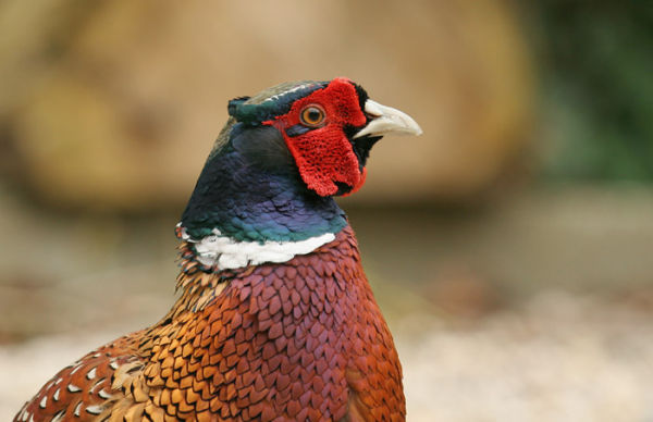 Common Pheasant - Male